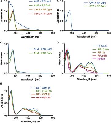 α1-Microglobulin Binds Illuminated Flavins and Has a Protective Effect Against Sublethal Riboflavin-Induced Damage in Retinal Epithelial Cells